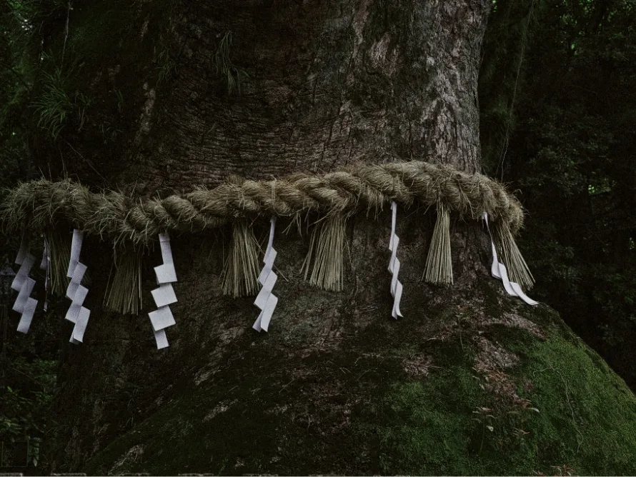 LIMITED EDITION PRINTSの各写真