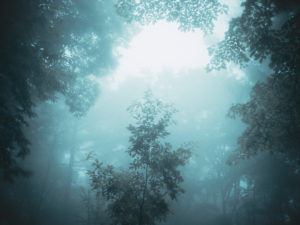 幻想的な朝霧の森の風景