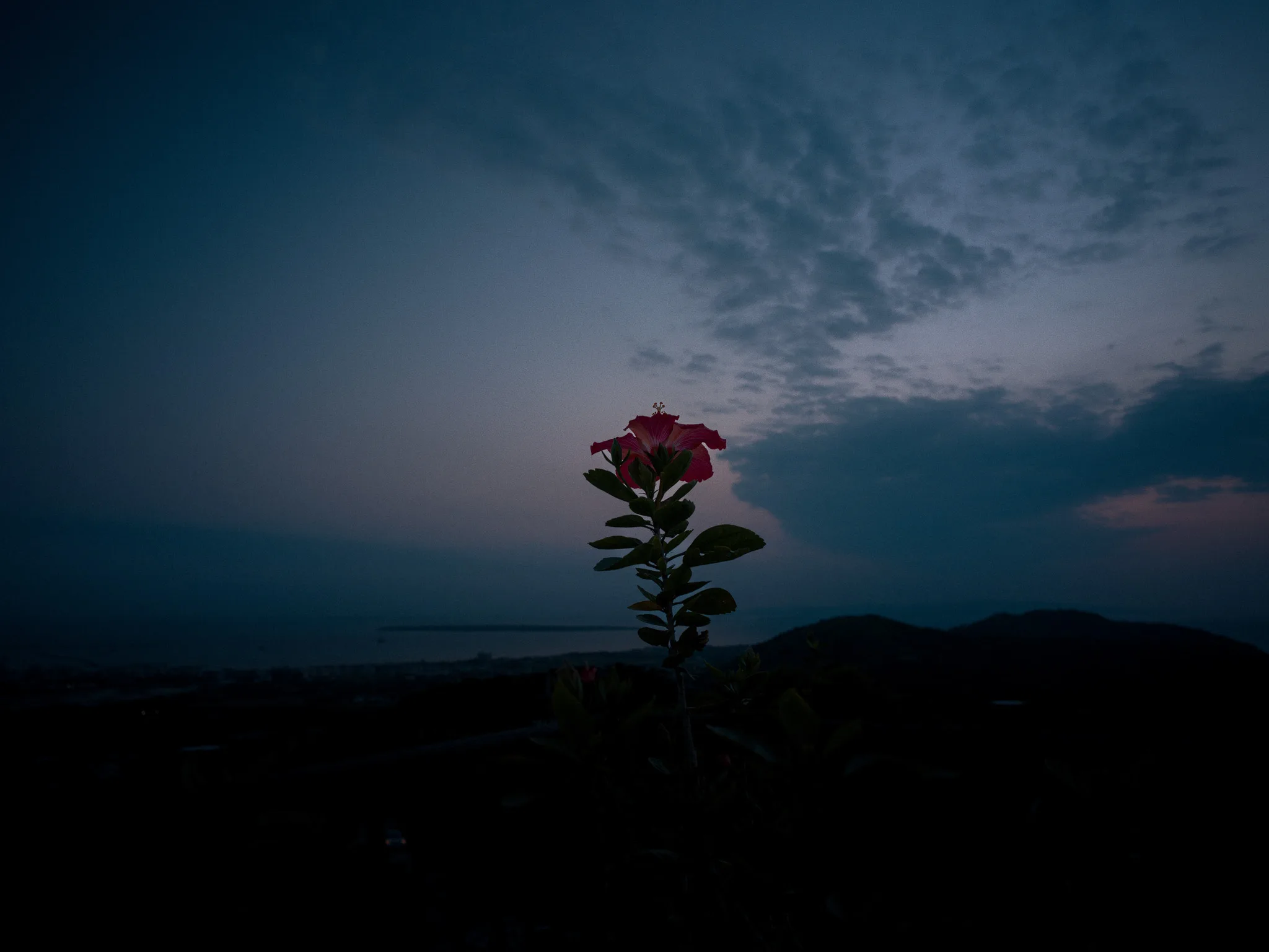 夕暮れの青い空を背景に、暗がりの中で静かに浮かび上がる赤い花。