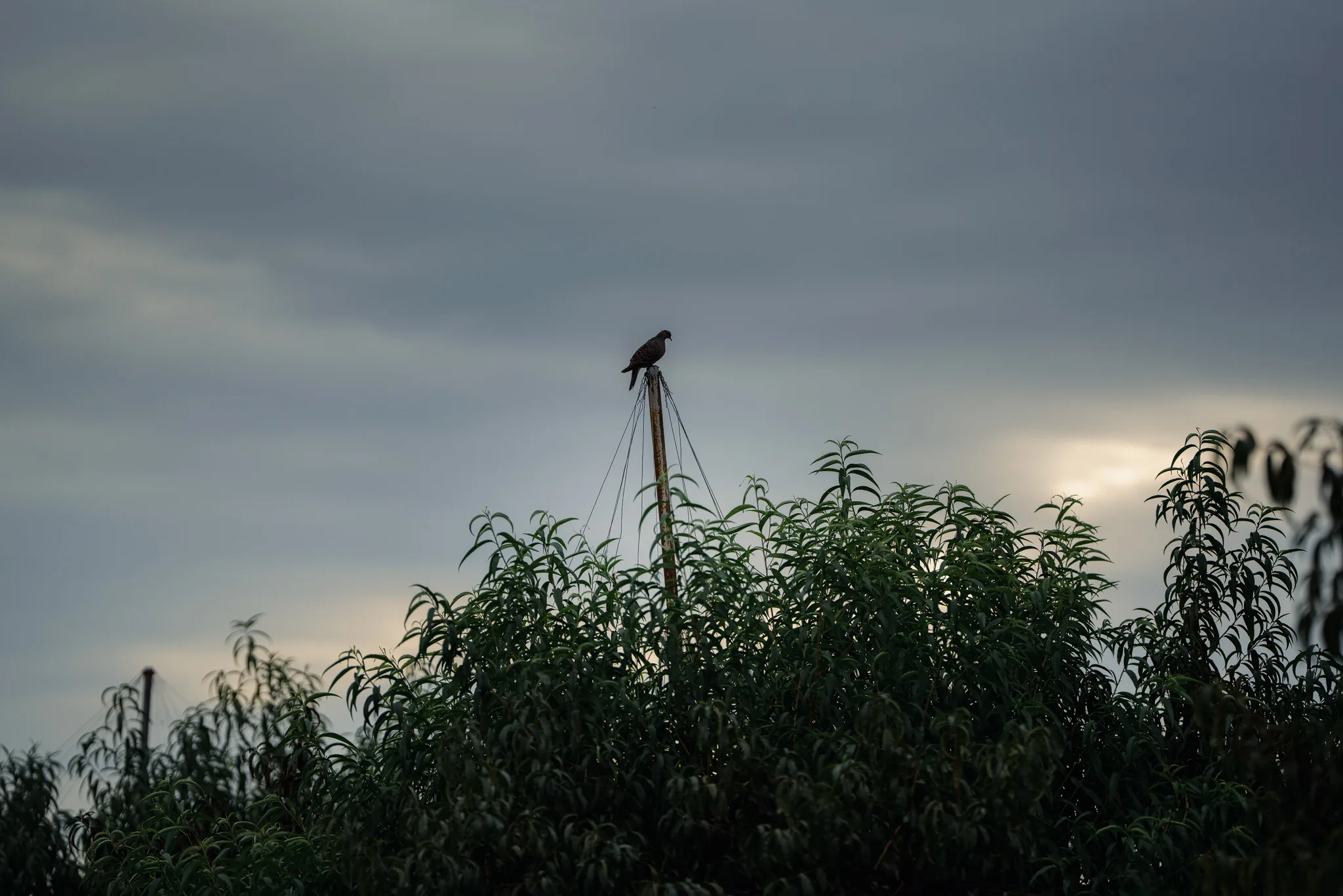 SIGMA 135mm F1.4 DG | Art　作例