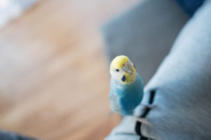 セキセイインコちゃん