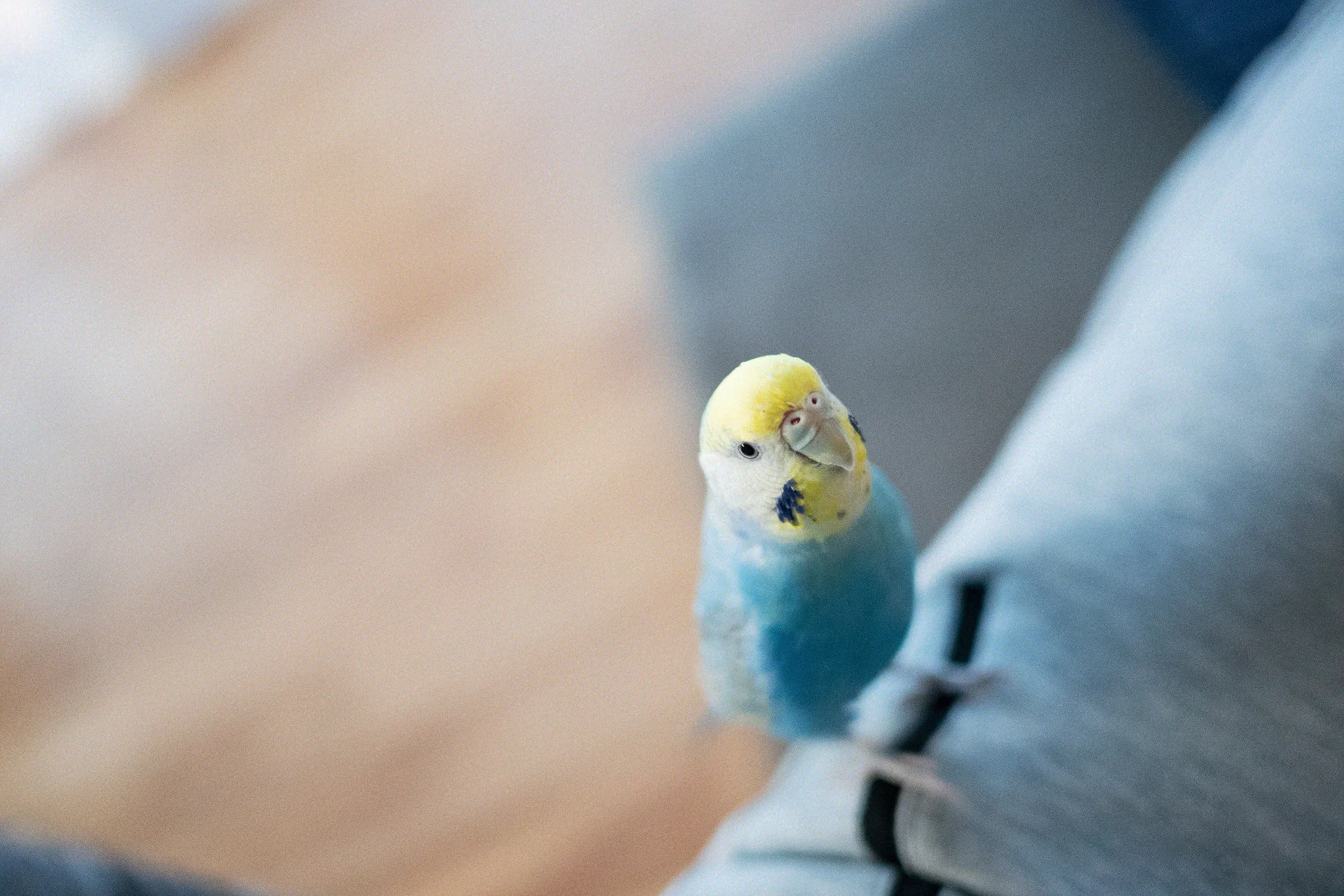 セキセイインコちゃん