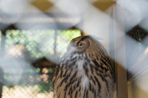 檻越しにこちらを見つめるフクロウの横顔。掛川花鳥園で撮影。