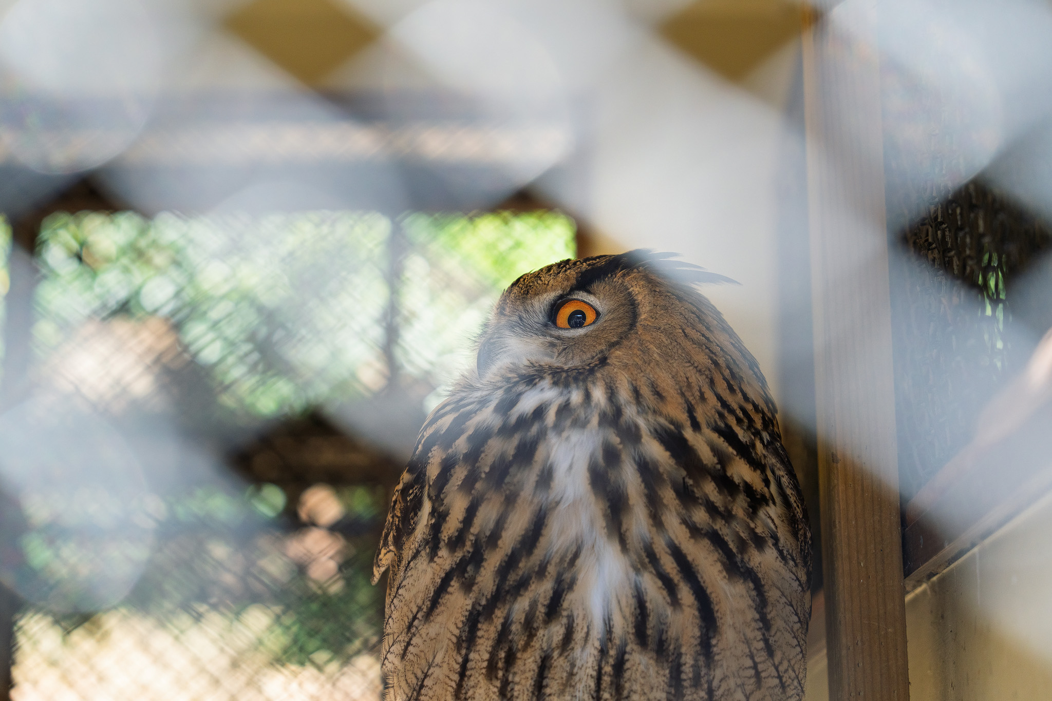 檻越しにこちらを見つめるフクロウの横顔。掛川花鳥園で撮影。